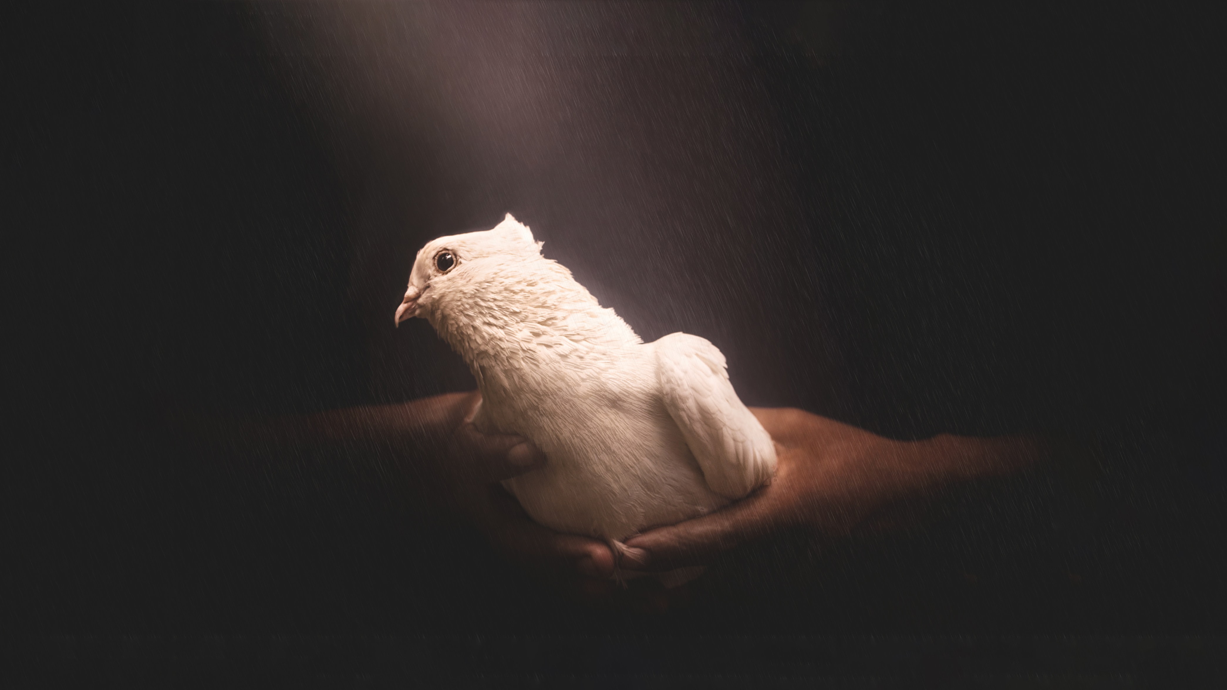 A dove lighting your journey
